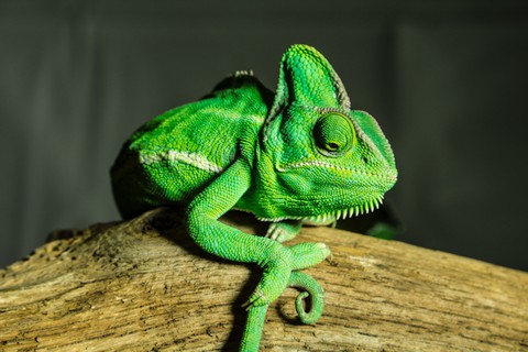 sfondi amphibian, reptile