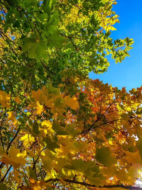 ταπετσαρίες twig, deciduous
