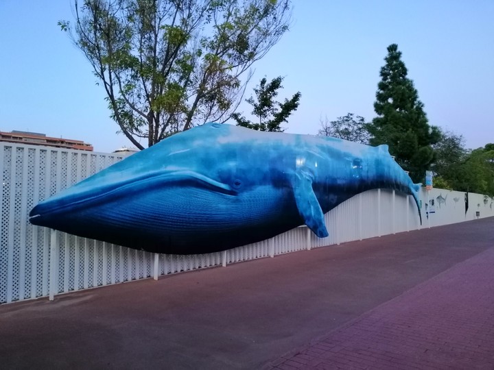 ballena