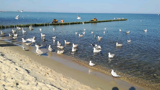 ××× Inquisitive seagulls ×××