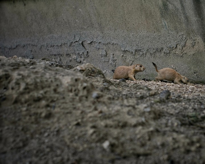 prairie dogs