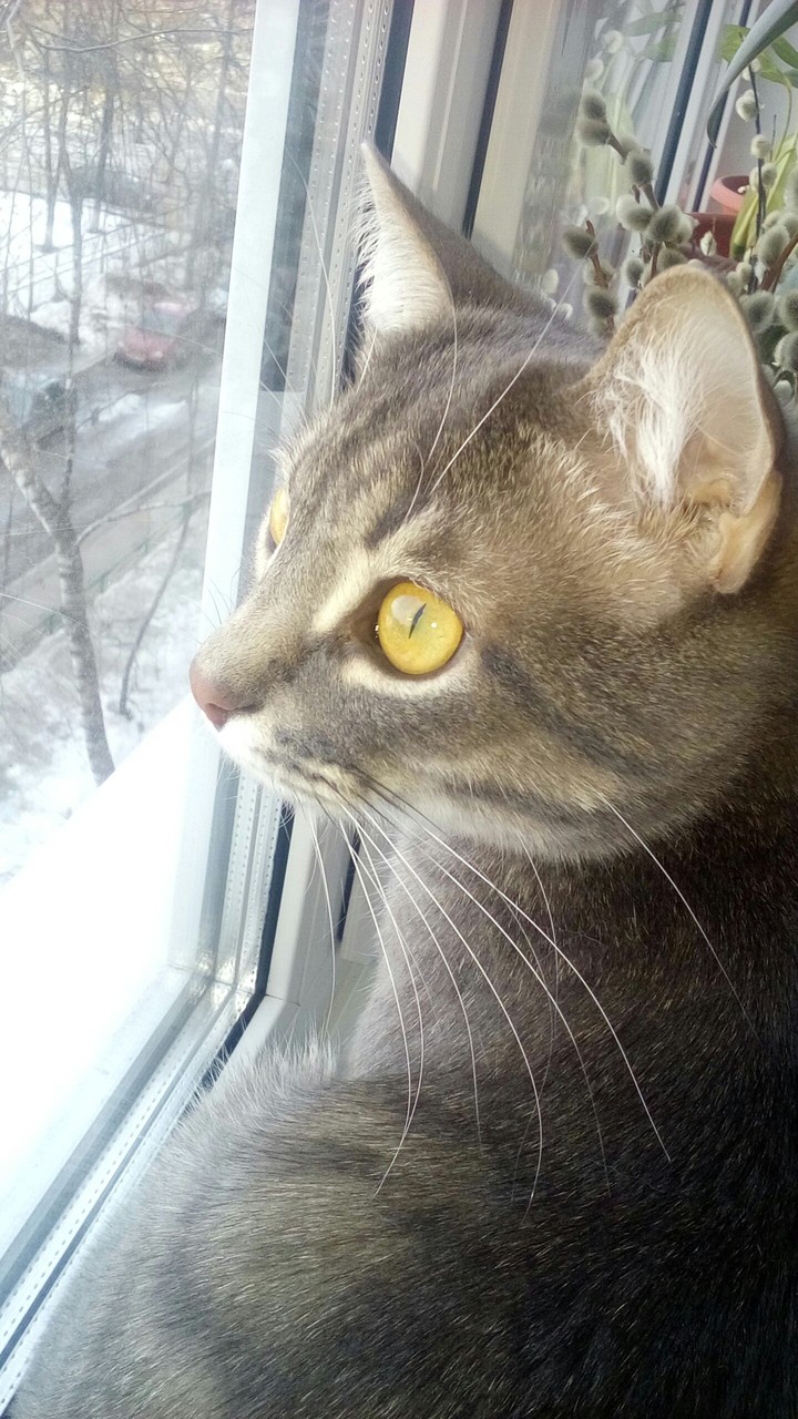 котик