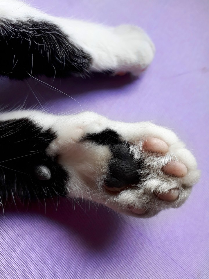 patas