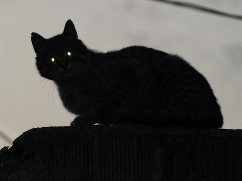 kara kedi