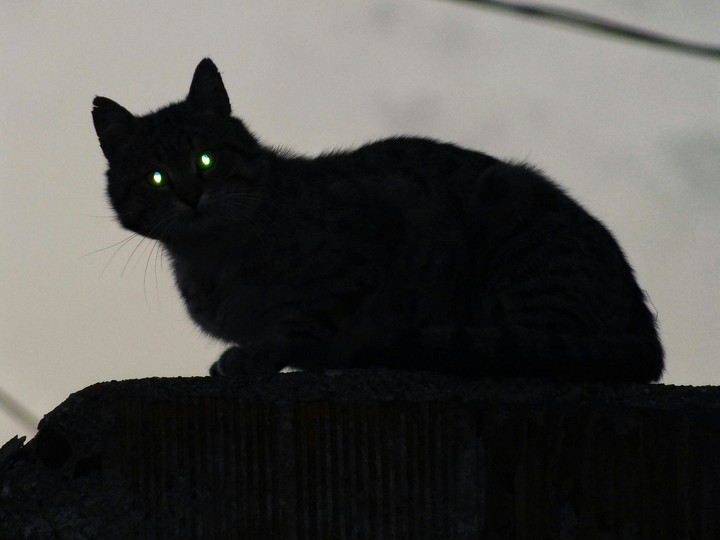kara kedi