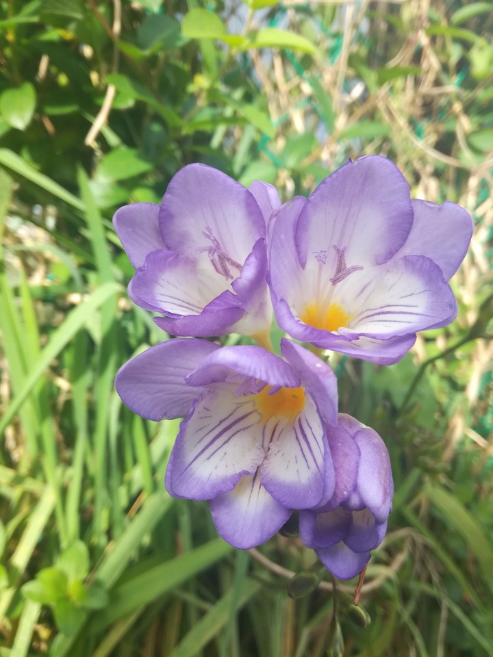 Wildflowers in my backyard.