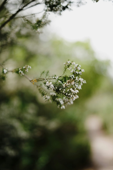 spring, 野花桌布