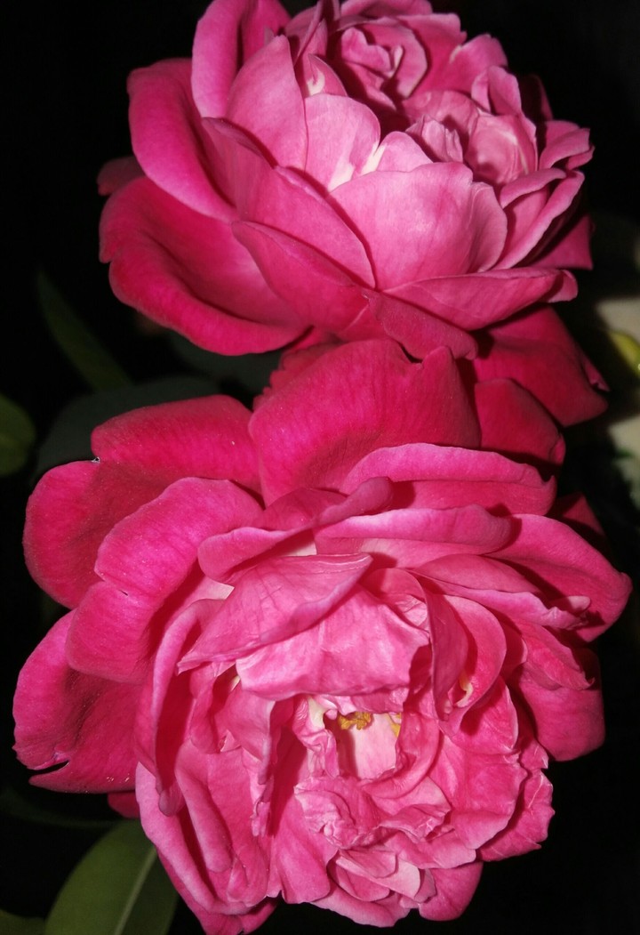 Rose is love