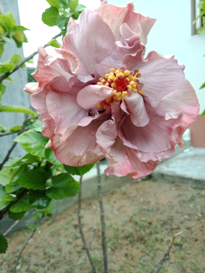 pink hibiscus