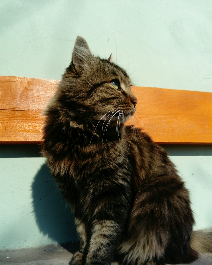 Just a cat