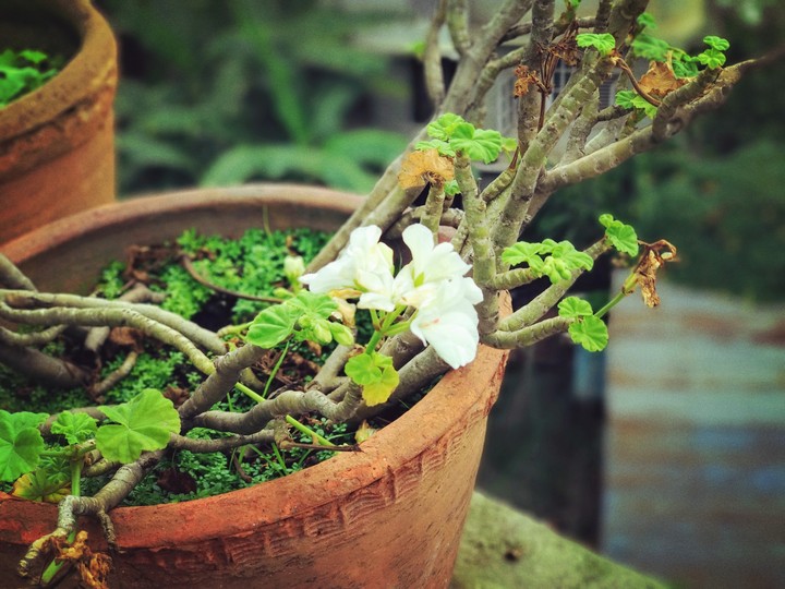 Flowers white