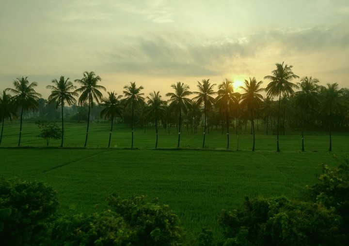 nature