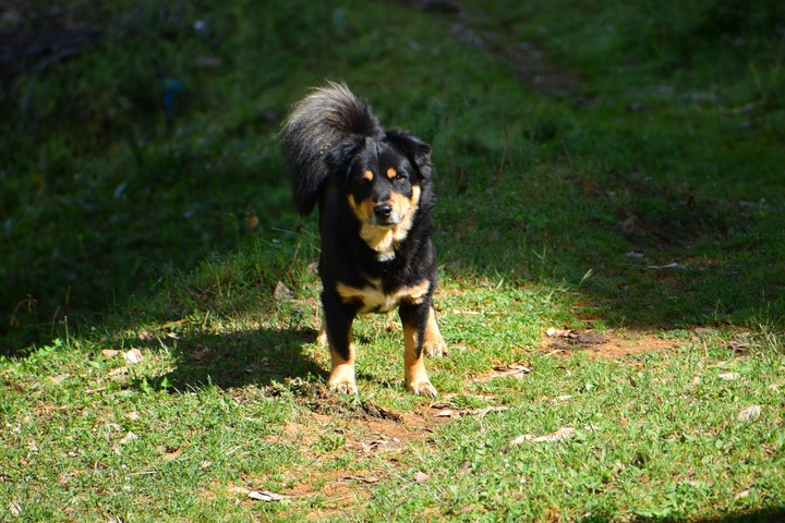 #Dog