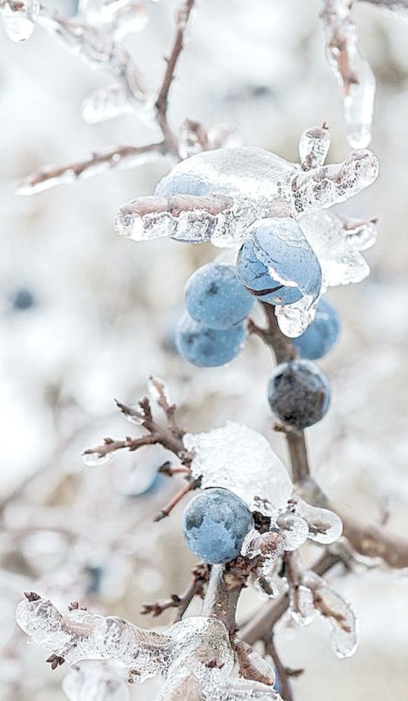 Frozen