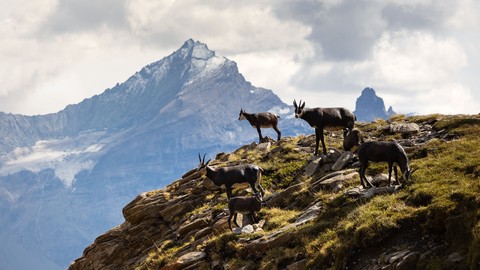 goat, caprinae duvar kağıtları