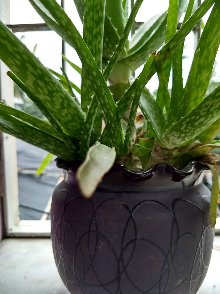 Plant