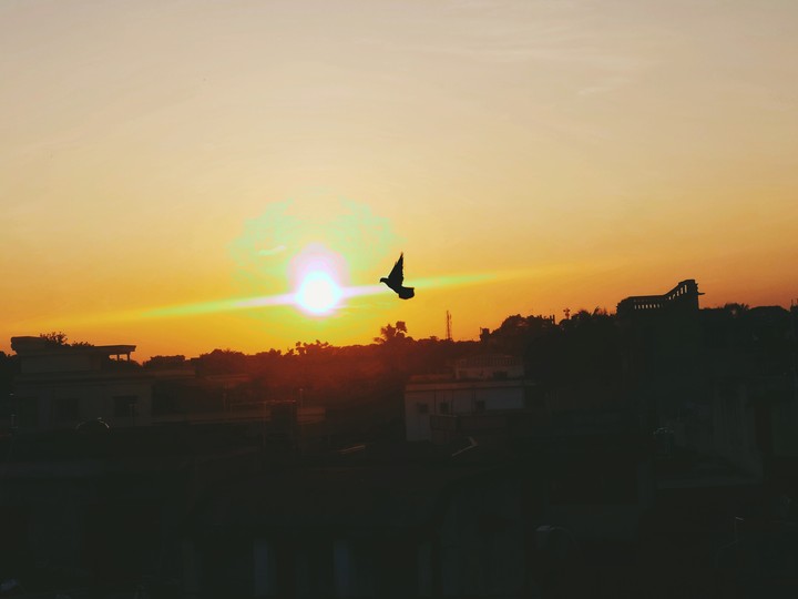 Black Bird