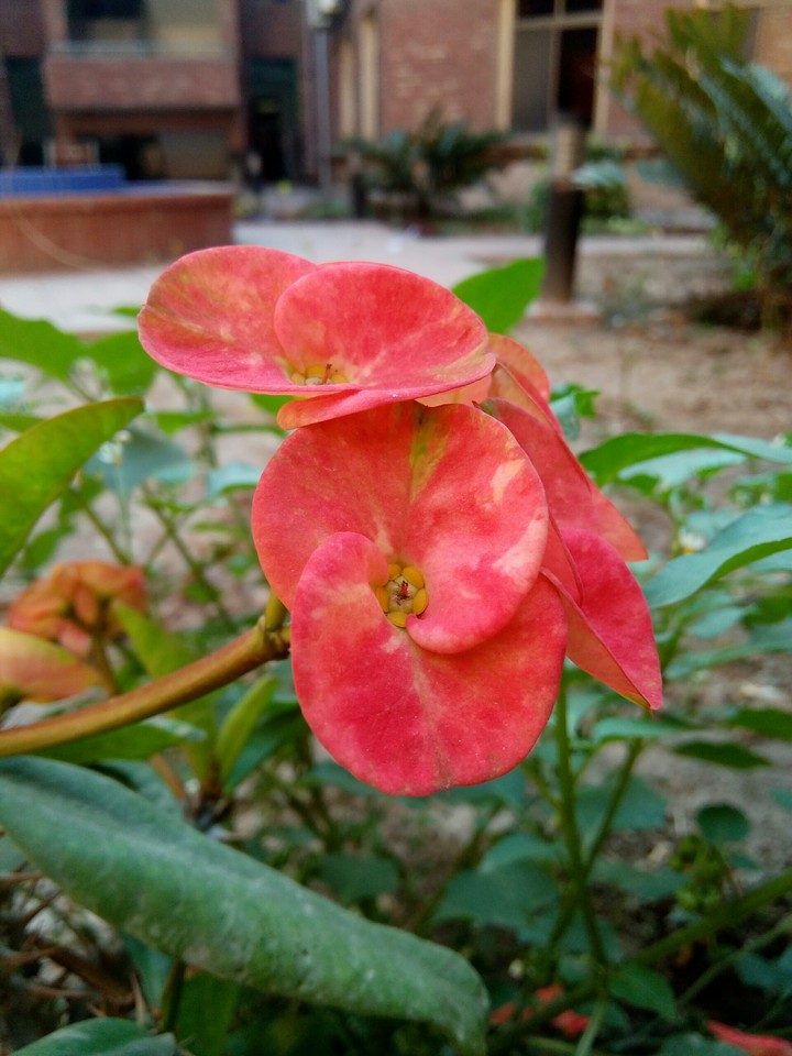 flower