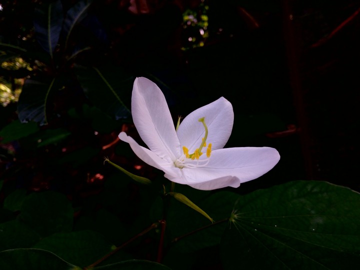 mandaaram