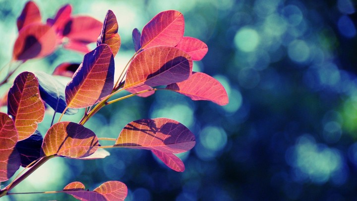 red leaves