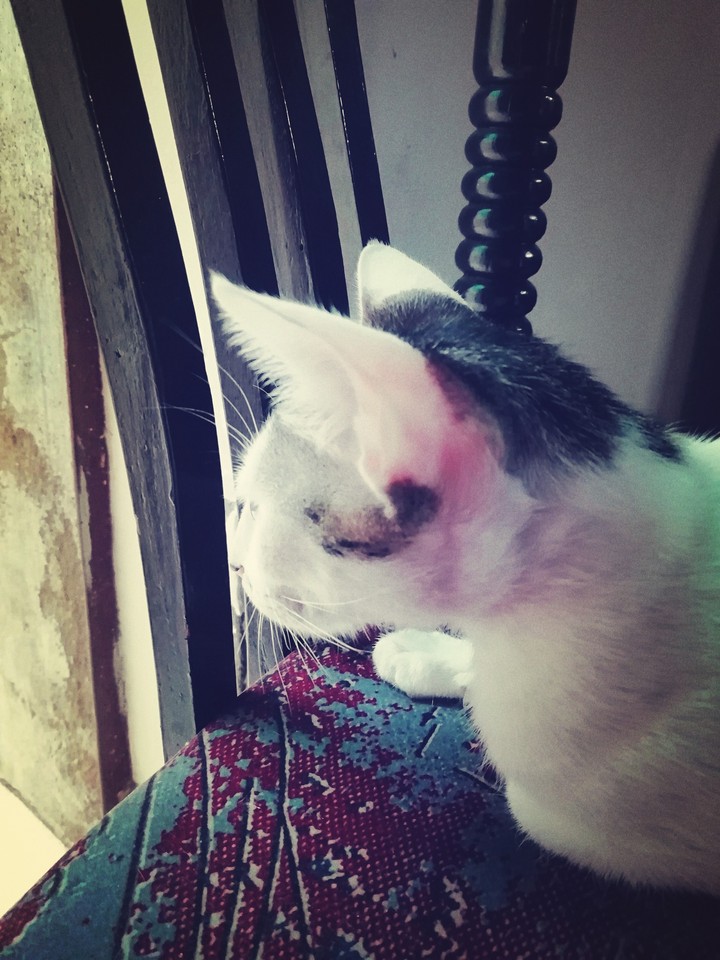 little kitten waiting for mom