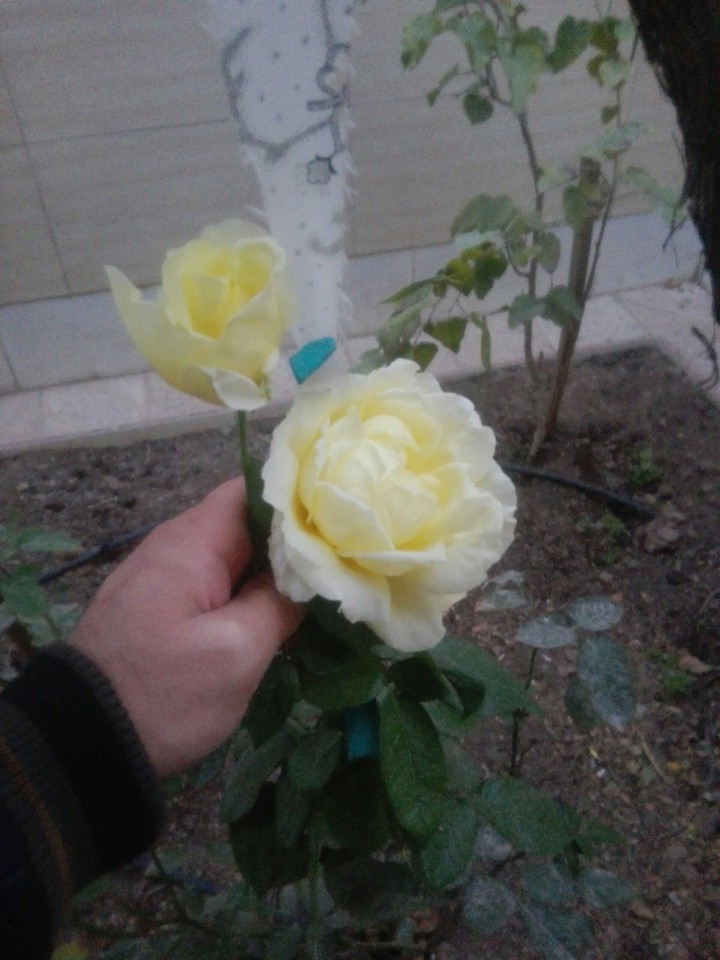 رضا