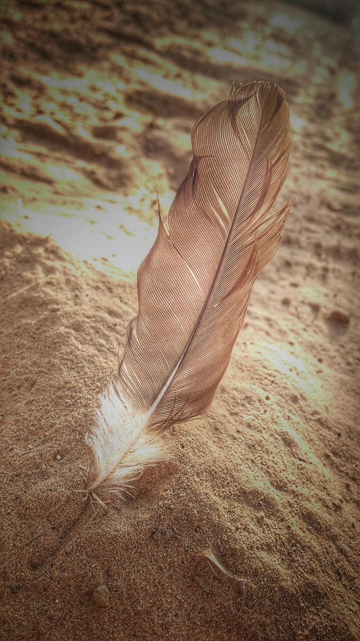wing