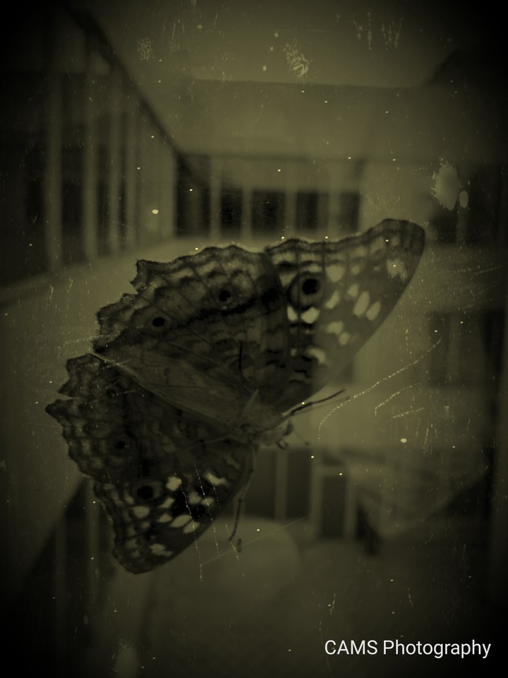 Butterfly at its best