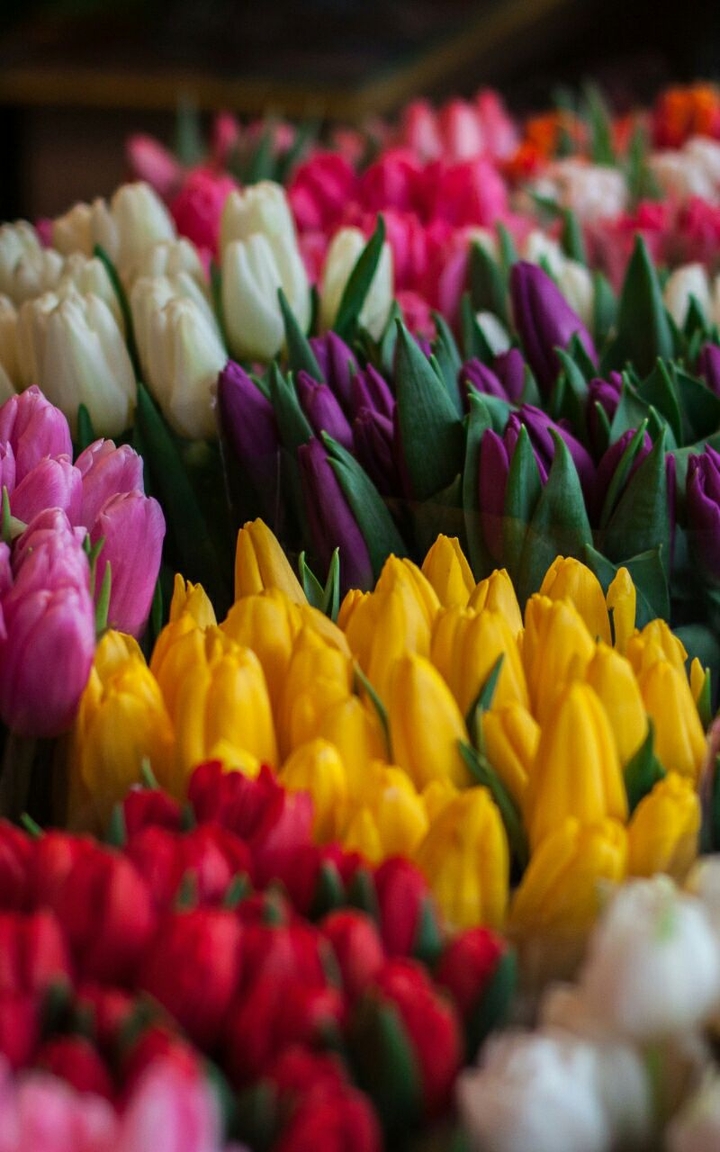 Flower Collection ♡HM♡