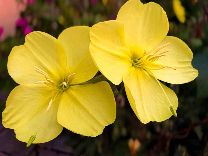 Lovely yellow flowers
