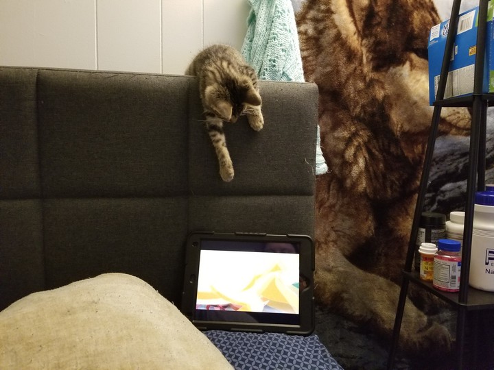 cat