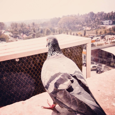 pigeon
