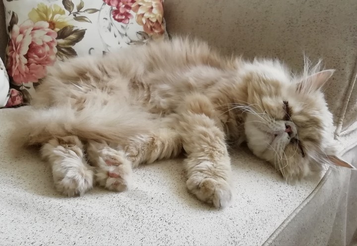 Milo is sleeping