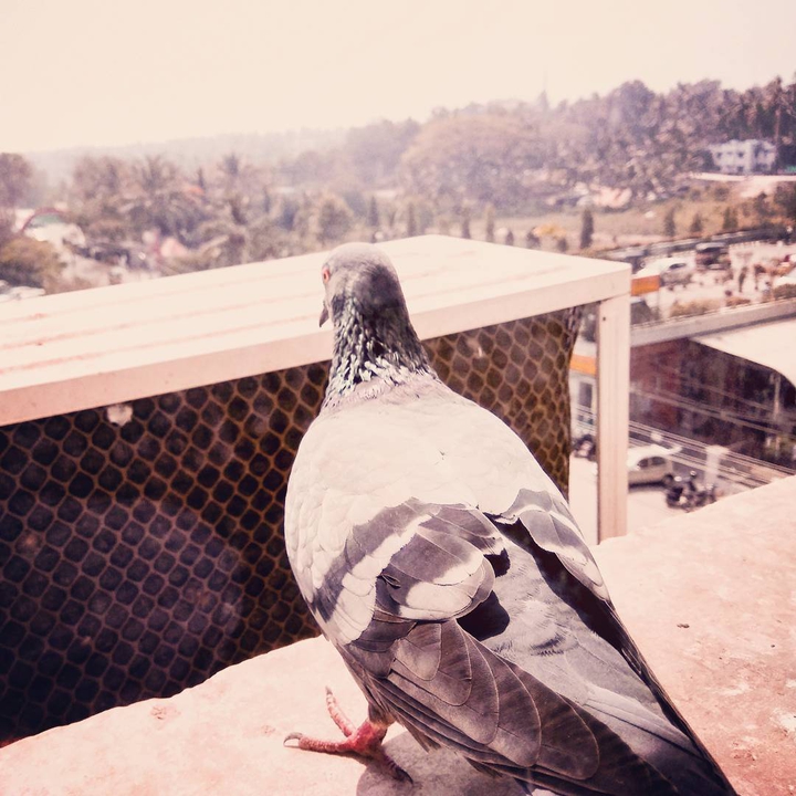 pigeon
