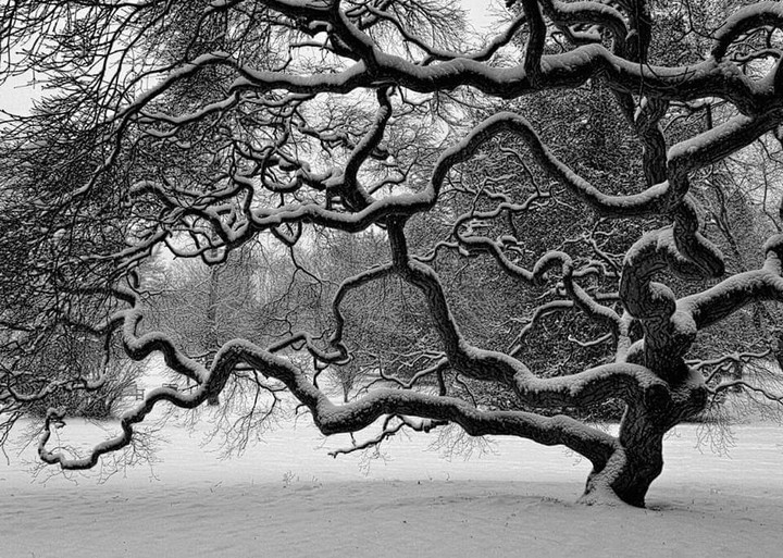 Baum