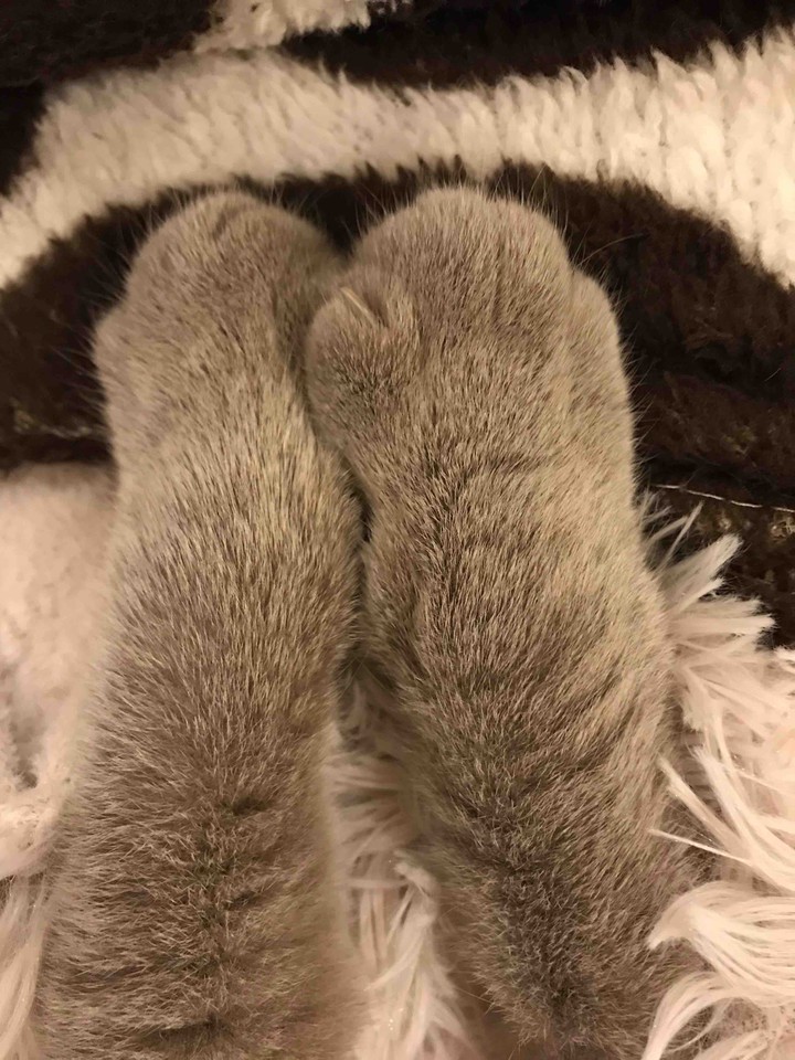 little cat