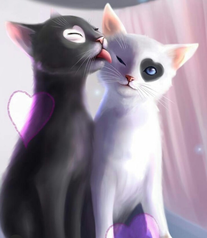 so cute cat