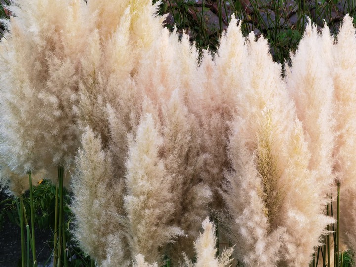 Pampa grass Moss