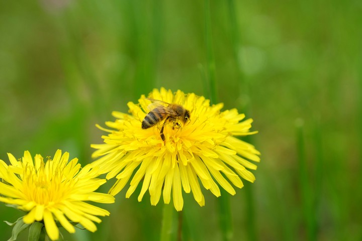 plant