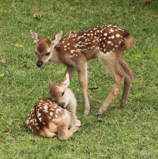 Deers