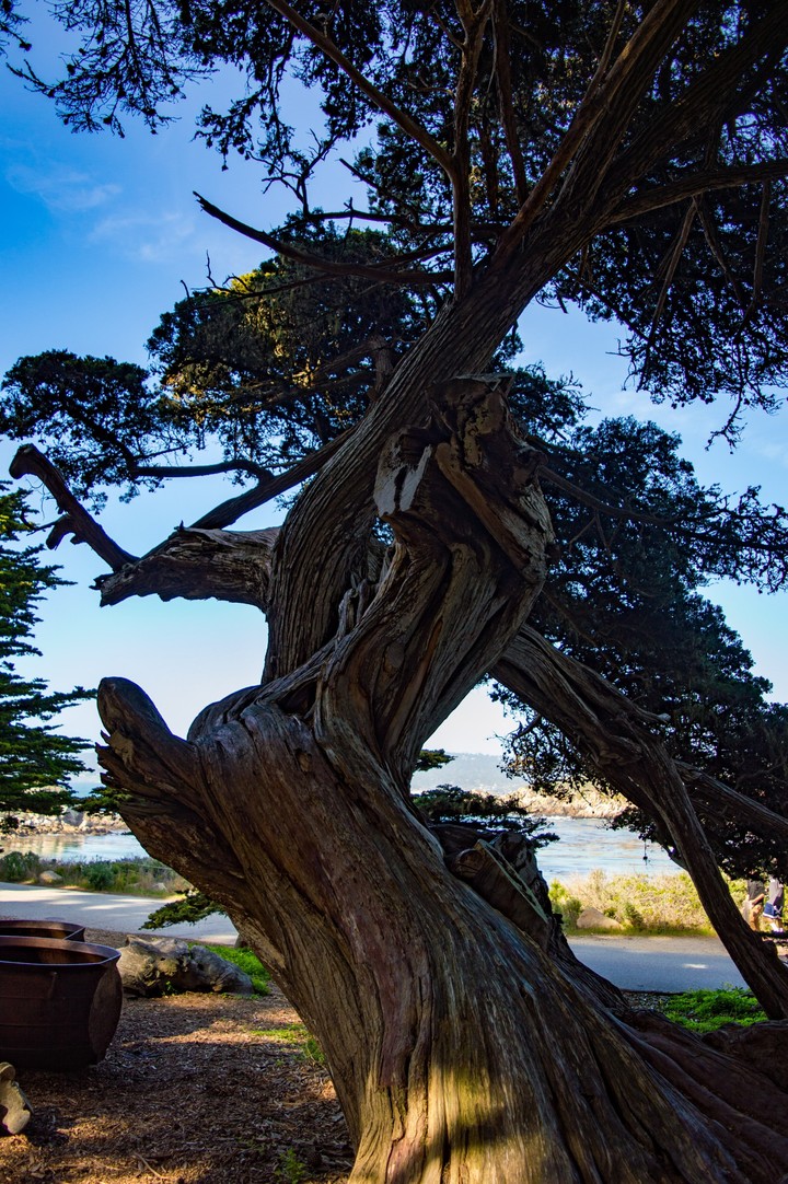 old tree