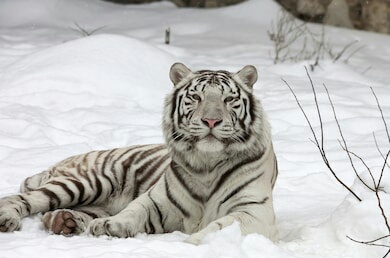 Siberian white tiger