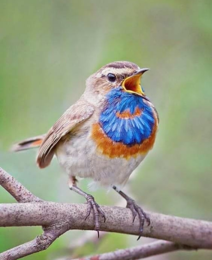 Bird