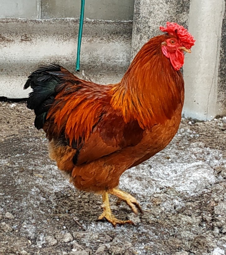Петух
