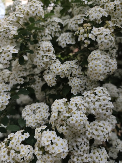 sfondi Blossom, cornales