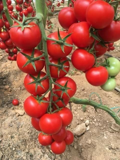 tomato