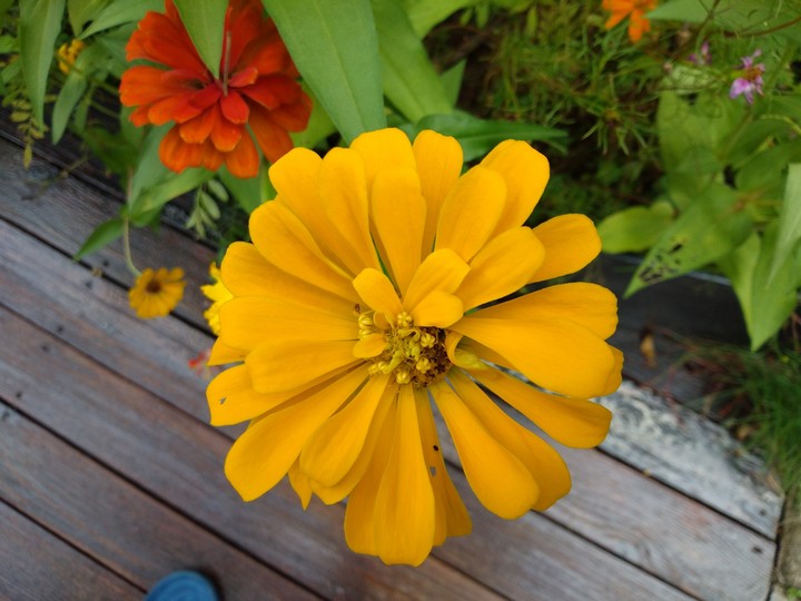 Clothed in Yellow.