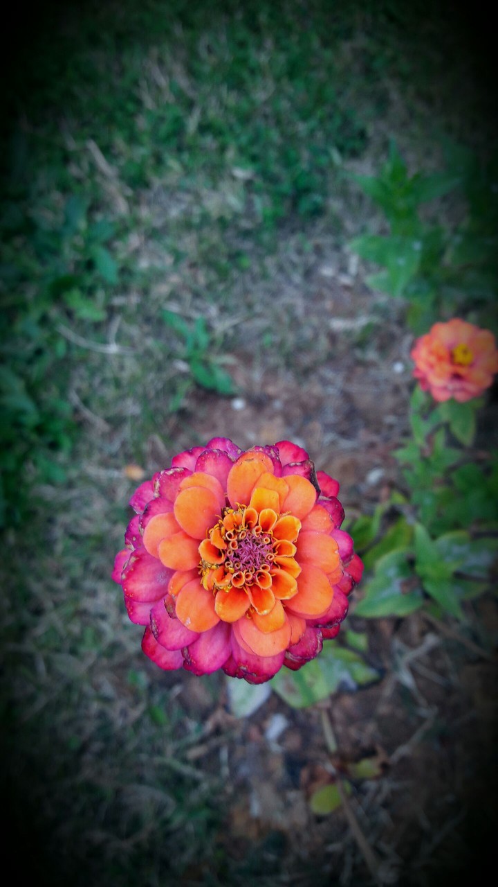 colourful flower