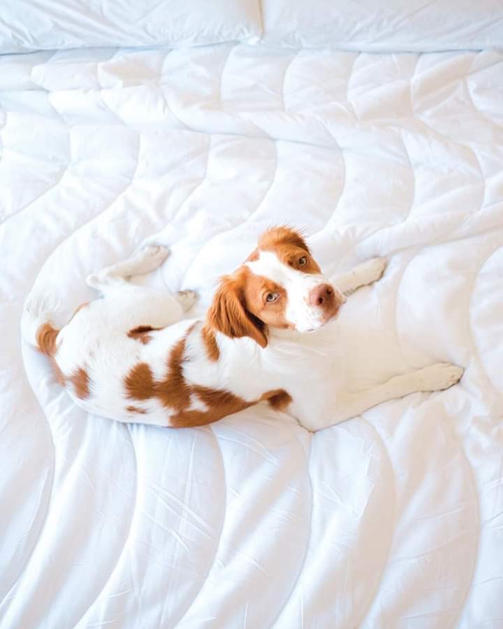 Cutie dog :)