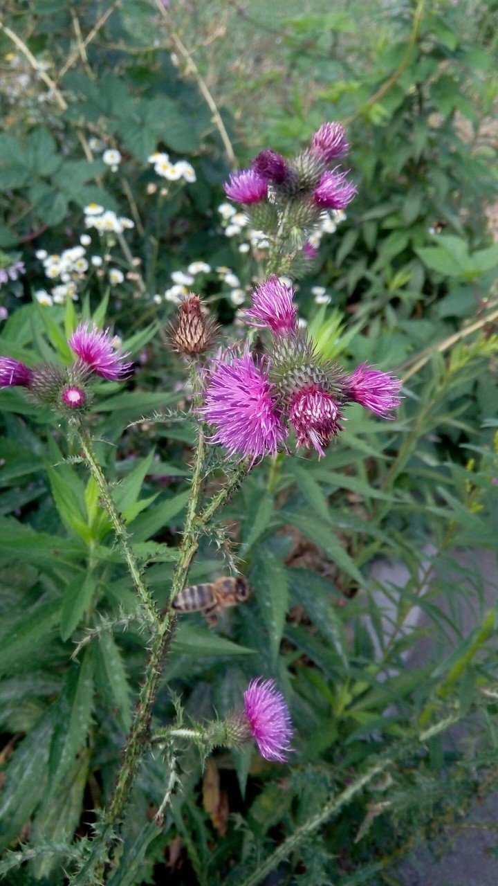 purple flowers